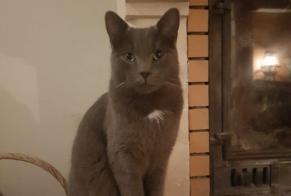 Vermisstmeldung Katze rassenmischung Männliche , 2 jahre Vulaines-sur-Seine Frankreich