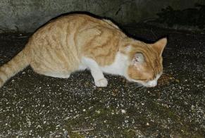 Fundmeldung Katze Unbekannt Moutier Schweiz