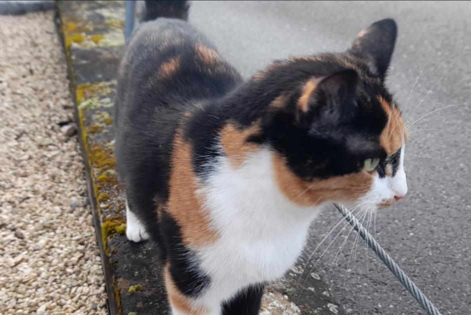 Vermisstmeldung Katze Weiblich , 2 jahre Untersiggenthal Schweiz
