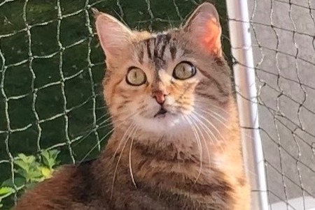 Vermisstmeldung Katze Weiblich , 8 jahre Vuisternens-devant-Romont Schweiz