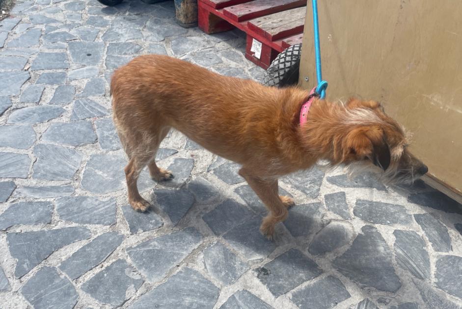 Fundmeldung Hund rassenmischung Weiblich Lisboa Portugal