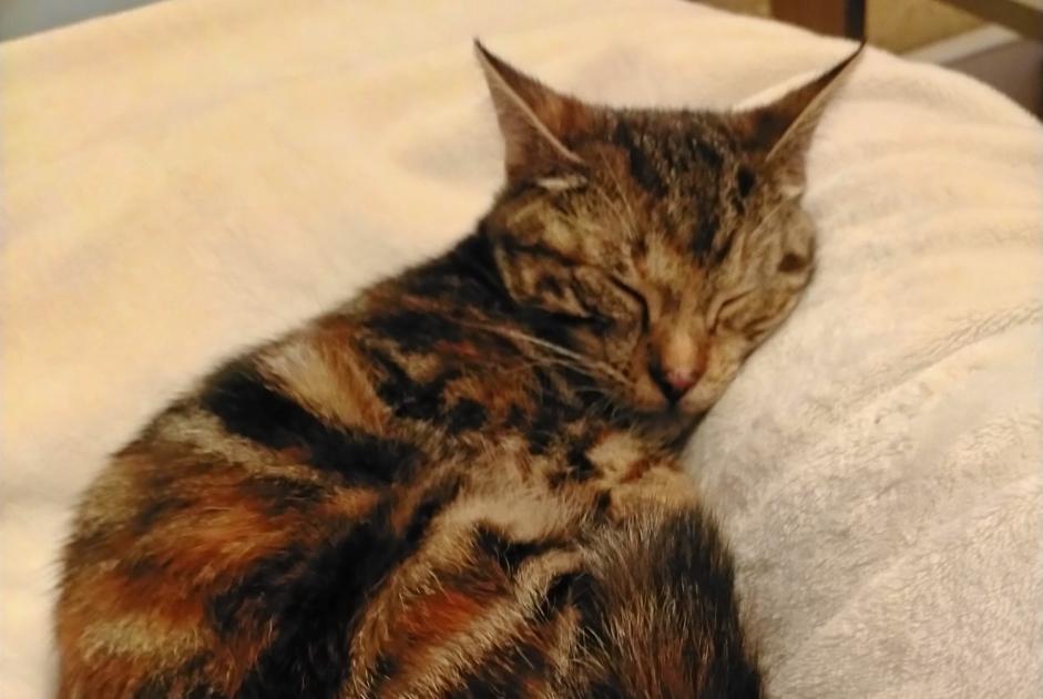 Vermisstmeldung Katze  Weiblich , 1 jahre Soustons Frankreich