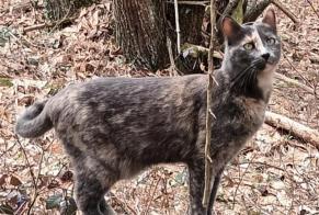 Vermisstmeldung Katze Weiblich , 6 jahre Fanlac Frankreich