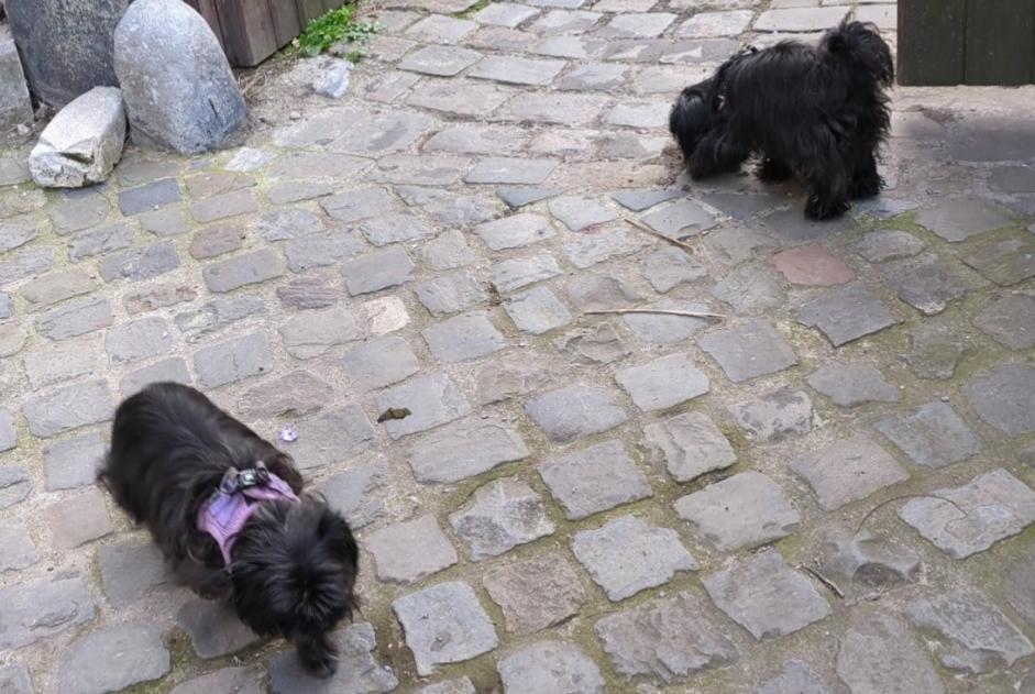 Vermisstmeldung Hund rassenmischung Weiblich , 6 jahre Herstal Belgien