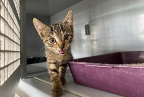 Fundmeldung Katze  Weiblich , Zwischen 4 und 6 Monaten Poissy Frankreich