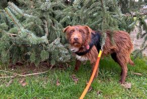 Vermisstmeldung Hund Männliche , 1 jahre Strassen Luxemburg