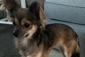 Vermisstmeldung Hund  Weiblich , 1 jahre Wiltz Luxemburg