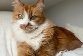 Vermisstmeldung Katze  Weiblich , 15 jahre Kehlen Luxemburg