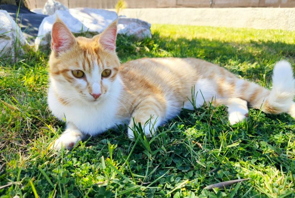 Disappearance alert Cat Male , 4 years La Ville-Dieu-du-Temple France