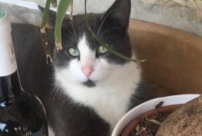 Disappearance alert Cat Male , 3 years Saint-Clément-Rancoudray France