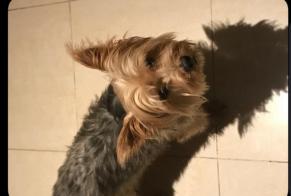 Disappearance alert Dog  Male , 7 years Le Bourget France