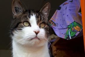 Disappearance alert Cat  Male , 11 years Luxembourg Luxembourg
