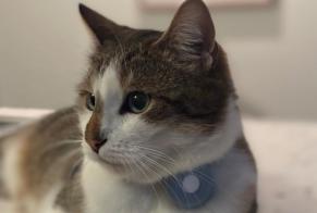 Disappearance alert Cat Male , 1 years Luxembourg Luxembourg