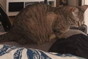 Disappearance alert Cat Female , 3 years Luxembourg Luxembourg