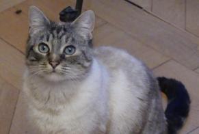 Disappearance alert Cat miscegenation Female , 10 years Luxembourg Luxembourg