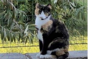 Disappearance alert Cat Female , 3 years Lenningen Luxembourg