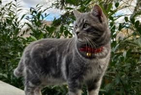 Disappearance alert Cat Male , 1 years Mondercange Luxembourg