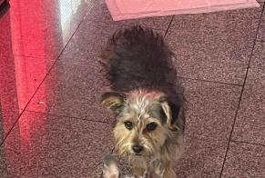 Disappearance alert Dog Male , 1 years Weiler-la-Tour Luxembourg
