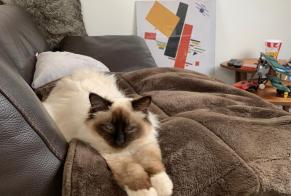 Disappearance alert Cat  Male , 1 years Dudelange Luxembourg