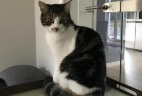 Disappearance alert Cat  Female , 3 years Waterloo Belgium