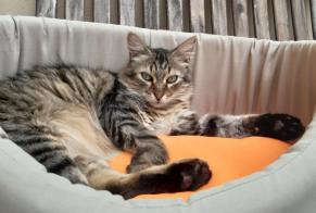 Disappearance alert Cat  Male , 10 years Luxembourg Luxembourg