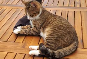 Disappearance alert Cat  Female , 2 years Rians France