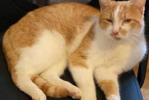 Disappearance alert Cat miscegenation Male , 3 years Sanem Luxembourg