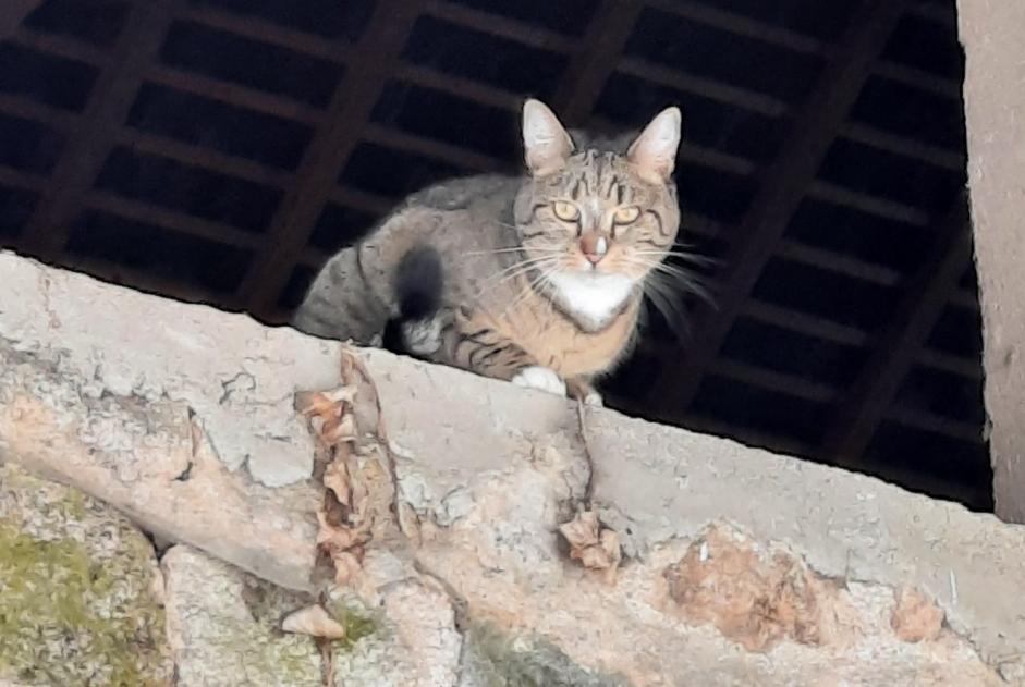 Disappearance alert Cat miscegenation Female , 4 years Marigny-l'Église France