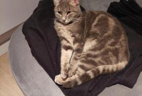 Disappearance alert Cat Female , 2 years Trouy France