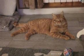 Disappearance alert Cat Male , 1 years Chambost-Longessaigne France