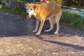 Discovery alert Dog  Female , 11 years Saint-Hilaire-de-Court France