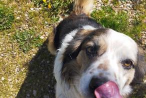 Disappearance alert Dog  Male , 10 years Champdôtre France