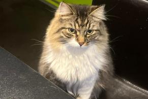 Disappearance alert Cat Male , 4 years Antoing Belgium