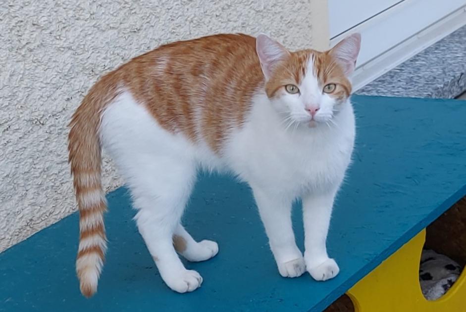 Disappearance alert Cat Male , 3 years Roche Switzerland