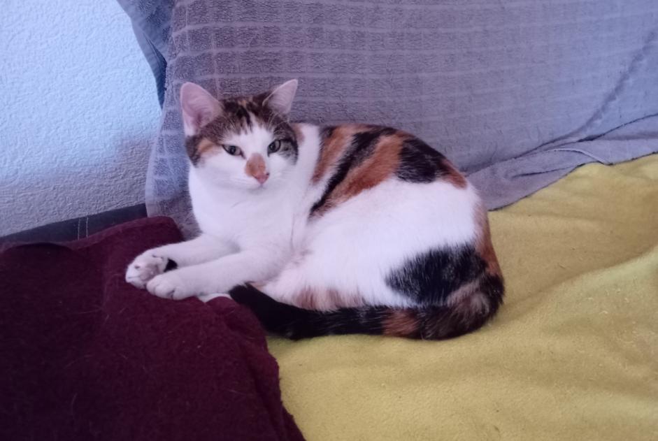 Disappearance alert Cat Female , 3 years Roche Switzerland