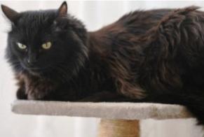 Disappearance alert Cat  Male , 3 years Entraigues-sur-la-Sorgue France