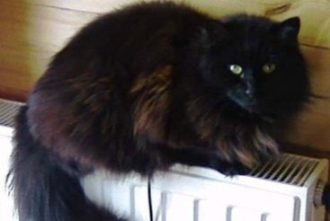 Disappearance alert Cat  Male , 3 years Entraigues-sur-la-Sorgue France