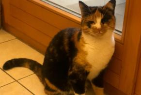 Disappearance alert Cat Female , 2 years Le Landeron Switzerland