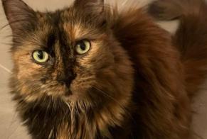 Disappearance alert Cat Female , 9 years Cossonay Switzerland