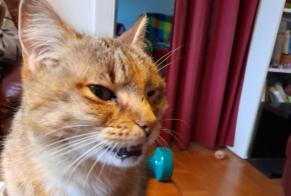 Discovery alert Cat miscegenation Female Val-de-Ruz Switzerland