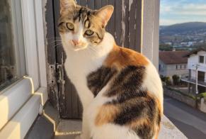 Disappearance alert Cat Female , 2 years Unieux France