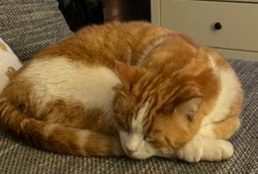 Disappearance alert Cat Male , 9 years Forel (Lavaux) Switzerland