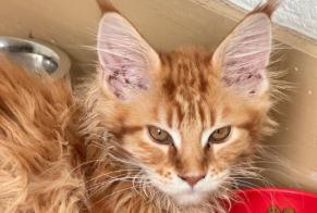 Disappearance alert Cat  Male , 1 years Versoix Switzerland