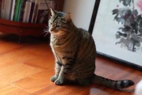 Disappearance alert Cat Female , 11 years Pully Switzerland
