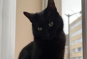 Disappearance alert Cat  Female , 3 years Ixelles Belgium