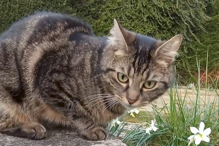Disappearance alert Cat  Male , 2 years Évreux France