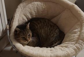 Disappearance alert Cat  Male , 17 years Mauges-sur-Loire France