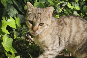 Disappearance alert Cat Male , 1 years L'Haÿ-les-Roses France
