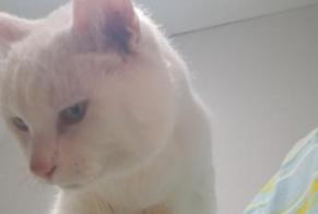 Disappearance alert Cat Male , 40 years Faremoutiers France