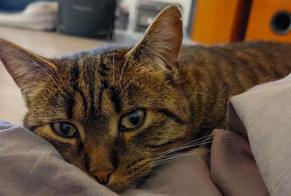 Disappearance alert Cat  Male , 3 years Courgains France